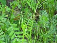 Vicia sativa