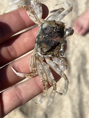 Ocypode occidentalis