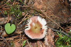 Russula paludosa