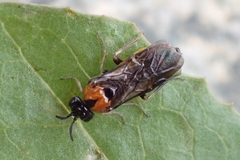 Sterictiphorinae