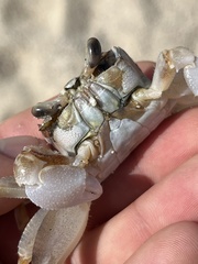 Ocypode occidentalis