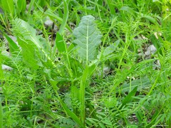 Vicia villosa