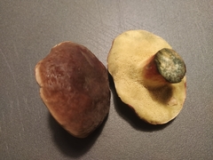 Xerocomellus pruinatus