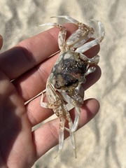 Ocypode occidentalis