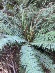 Polystichum vestitum