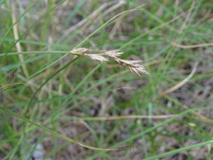 Carex colchica