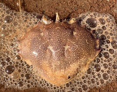 Ovalipes ocellatus