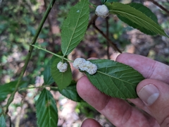 Neolasioptera farinosa
