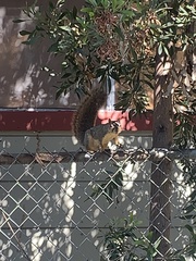 Sciurus niger