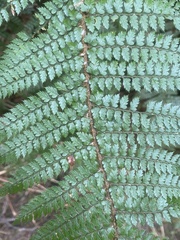 Polystichum vestitum