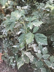 Rubus spectabilis