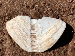 Zirfaea crispata