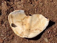 Zirfaea crispata