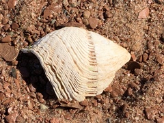 Zirfaea crispata