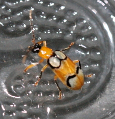Diabroticina