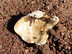 Zirfaea crispata