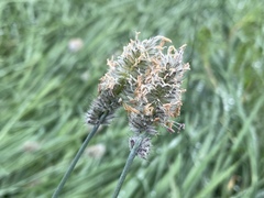 Alopecurus magellanicus