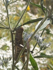 Melanoplus differentialis
