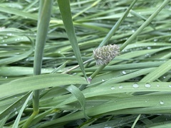 Alopecurus magellanicus