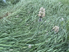 Alopecurus magellanicus