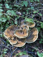 Phaeolus schweinitzii