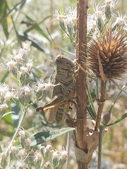 Melanoplus differentialis