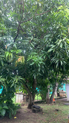 Mangifera indica