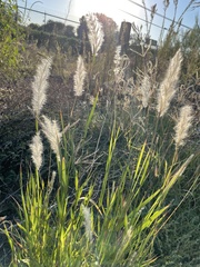 Bothriochloa