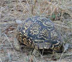 Stigmochelys pardalis