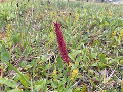Salix arctica