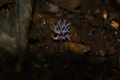 Ramariopsis pulchella