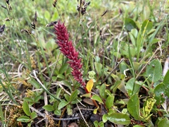 Salix arctica