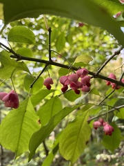 Euonymus atropurpureus