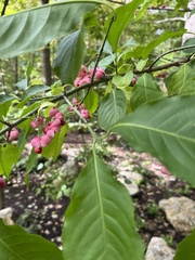 Euonymus atropurpureus