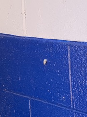 Bulimulus bonariensis