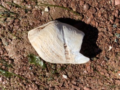 Zirfaea crispata