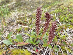 Salix arctica