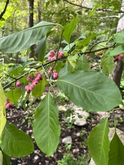 Euonymus atropurpureus