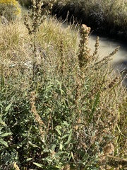 Rumex salicifolius