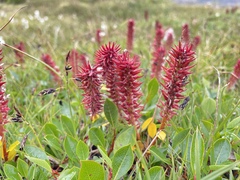 Salix arctica
