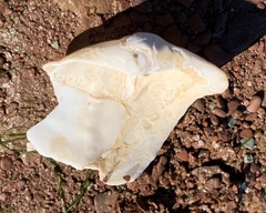 Zirfaea crispata