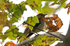 Catharus ustulatus