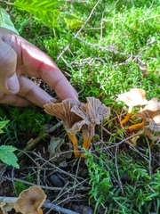 Craterellus tubaeformis