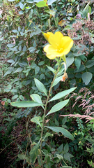 Oenothera