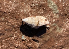 Ilyanassa trivittata