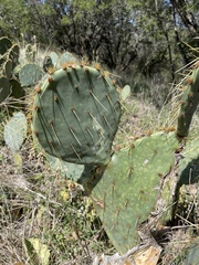Opuntia lindheimeri