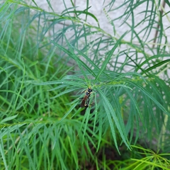 Sceliphron caementarium