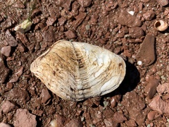 Zirfaea crispata