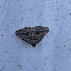 Frederickia s-signata