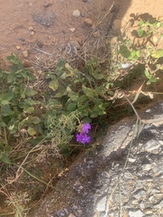 Verbena pulchella